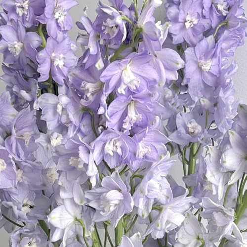 semillas de delphinium, delphinium silvestres de balcón ornamentales decoración de balcón perennes resistentes para lugares 80pcs