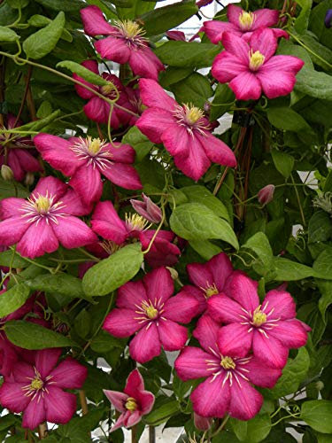 Clématite Ville de Lyon