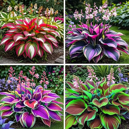 Bulbos de hosta&hosta perenne,hosta fácil de cultivar,hosta híbrida-4bulbo-A