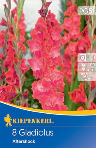 Kiepenkerl Großblumige Gladiole Aftershock – Exquisite Blumenzwiebeln, Ideal als Schnittblume, Schneckenresistent, Gladiolen online bestellen