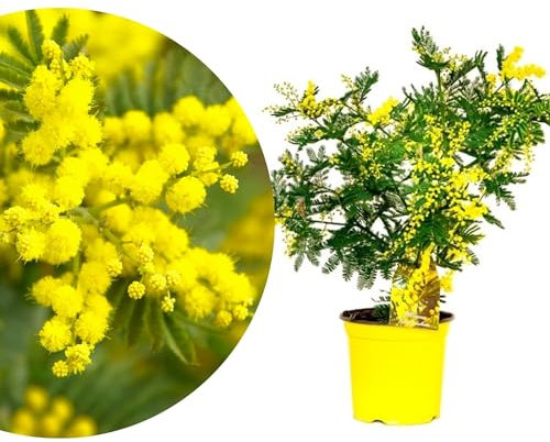 Meine Orangerie Wintermimose Busch - Mimosa 'Gaulois Astier' - Acacia dealbata - Silberakazie - Höhe ca. 50-55 cm - wunderschöner gelber Akazienbaum