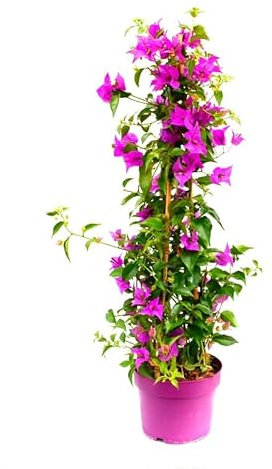 Buganvilla Natural Planta de Ensueño para Crear un Oasis Tropical en en el Hogar