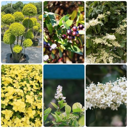 semillas de seto de aligustre semillas jardín verdes oficina - Serie Raras - resistentes hoja perenne 120pcs