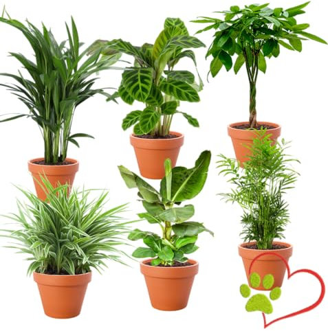 6er-Pflanzen-Set “Tierfreund”, +/- 30-60cm, ø 12-15cm Topf, Bergpalme, Glückskastanie, Bananenpflanze, Korbmarante, Goldfruchtpalme, Grünlilie, Ungiftig & Tierfreundlich, Qualität vom Pflanzen Profi