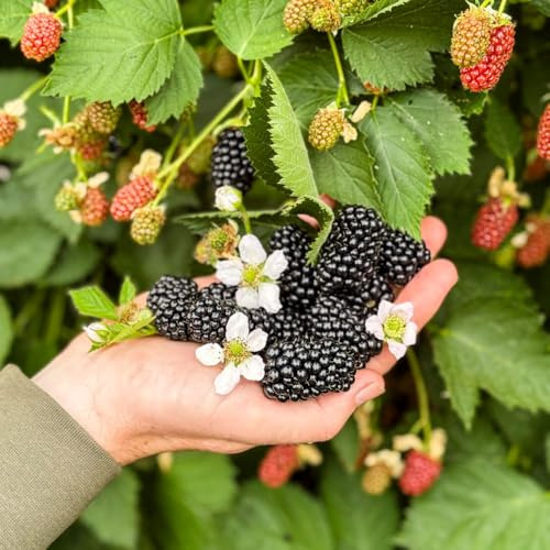 Fruit BlackBerry (Rubus) Loch Katrine Large Sweet Thornless High-Yield Variety Perfect for Home Gardens 1x1.8 Litre Pot by Thompson and Morgan