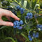 semillas de arándano plantando arándanos árbol frutal de bonsái de invernadero arbustos resistentes de plantas fruta de frutas de frutas 500pcs