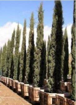 Cupressus Sempervirens Semi Ciprés Italiani!