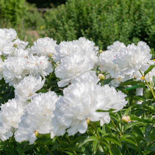 peonía cortadas reverdecimiento de tejados Cobertura perenne resistente arbusto de mariposas semillas orgánicas primavera balcón parterre decorativa 125pcs