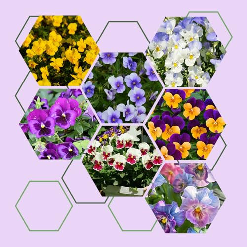 850 pcs stiefmütterchen samen bio, pflanzensamen winterfeste pflanzen für garten,Viola tricolor, nachhaltige produkte blumenwiese wildflower summer winterfeste pflanzen für balkon