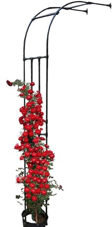 Traliccio Arco da Giardino per Rose Piante Rampicanti Semi- Arcos di Rosa Pergolato 60cm 90cm 120cm 150cm 180cm 220cm 240cm(W150 x H240cm)