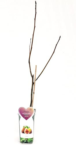 PIANTA DI FICO, FICUS CARICA BROWN TURKEY, VASO 14CM DIAMETRO, piante vere