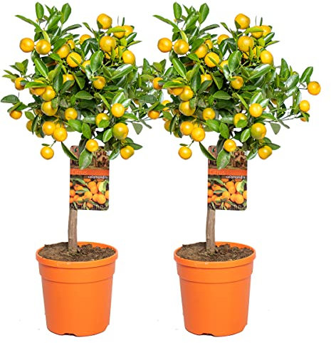 Bloomique - 2er-Set - Citrus Calamondin - Zimmerorange - Zitrusbaum - Obstbaum - Gartenpflanzen - 50-70 cm Hoch - Topf 19 cm