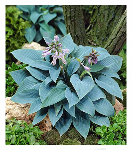 BALDUR Garten Riesen-Hosta blau 'Halcyon',2 Stück, riesige, blau schimmernde Blätter, edle Blattschmuck-Staude für Beet & Kübel, winterhart, mehrjährig & pflegeleicht, Herzblattlilie