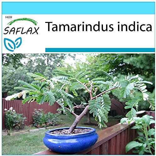 SAFLAX - Kit cadeau - Dattier d'Inde - 4 graines - Tamarindus indica