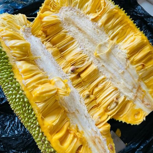Semi di jackfruit, frutteto semi da frutto nani resistenti colonnari resistenti esotiche esterno regali 20pcs