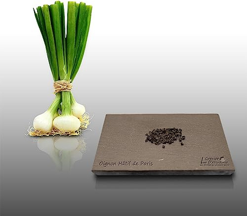 100 graines à semer - Le Grenier d'Abondance - OIGNON Blanc hâtif de Paris - Allium stam