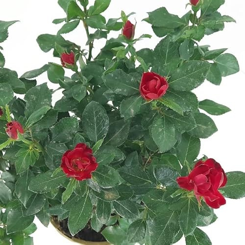 Rosal Meilland Zepeti - Planta de Flores Impresionante para Exterior