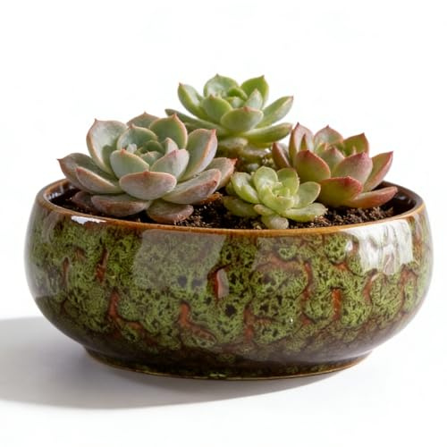Lotus bonsaiskål, lotus växt keramisk blomskål, lotus skål plantering 16,5 x 6,5 cm, hydroponisk keramisk växtkruka suckulent kruka för blomma suckulent hydroponisk växt (grön)