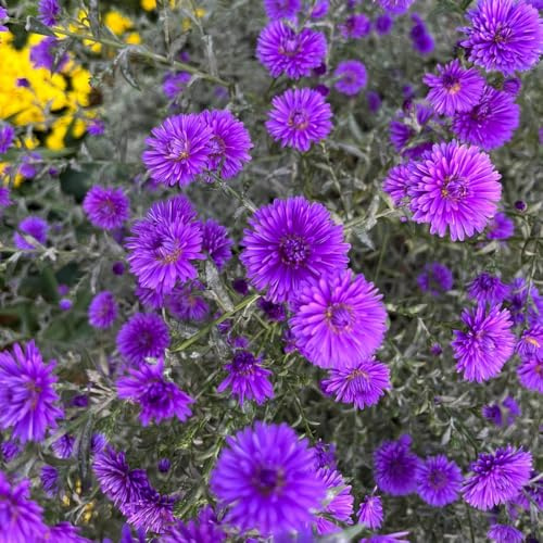 Asters silvestres de balcón semillas de balcón decoraciones jardín para exteriores cortadas interior prado silvestres, siembra otoño, perenne semillas 150pcs