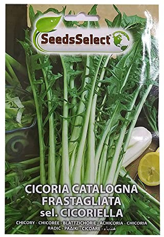 SEMI SEMENTI DI CICORIA CATALOGNA FRASTAGLIATA SEL CICORIELLA BUSTINA MAXI