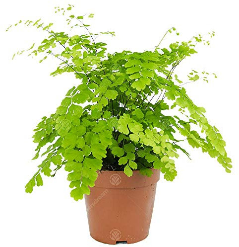 Adiantum raddianum Fragrans Fougère Cheveux de Vénus Plante d'Intérieur Vivante en Pot de 12 cm