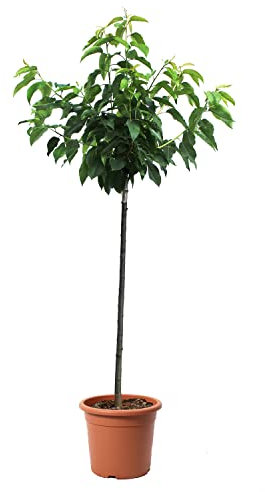KENTIS - Pianta di Ciliegio - Prunus Avium - Piante Vere da Esterno - Alberello da Frutto per Giardino Ciliegia - Vaso da Coltura Ø 28 cm