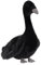 Apricot Lamb Schwarzer Schwan Vogel Plüschtiere für Kinder, weiche niedliche Kuscheltier für Baby Mädchen und Jungen, Flauschige Schwarzer Schwan Schwarz 30 cm