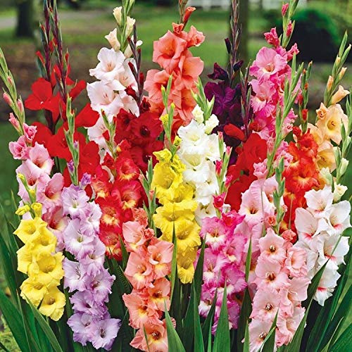 Flores Jardín,Fácil Cuidar,Gladiolos Bulbos,Flor Ornamental,Bulbo Gladiolo Color Mezclado,Planta Rara,Exótico-5 Bulbos