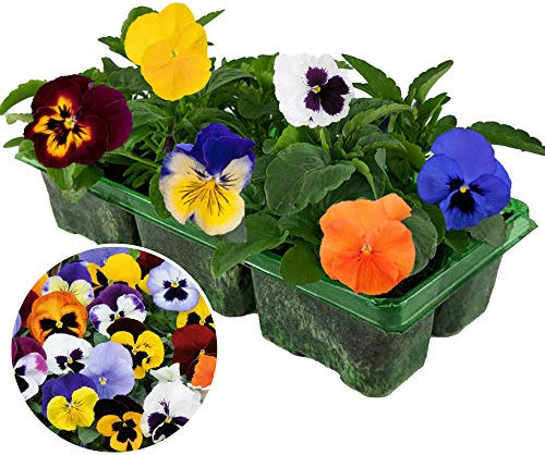 Pansy Mix | 6 Pack of Vibrant Garden Ready Bedding Plants for Pots Containers
