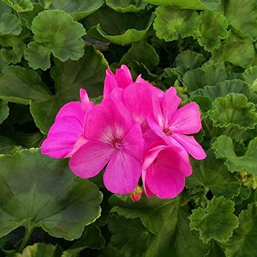 10 GERANI ZONALI - PIANTE VERE (colore lilla) FIORITE - PIANTE DI GRANDI DIMENSIONI