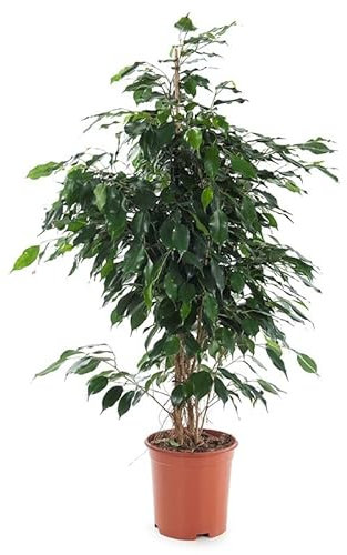 Ficus Danielle - Altura de 95-100cm - Planta de Interior - Ficus Benjamina