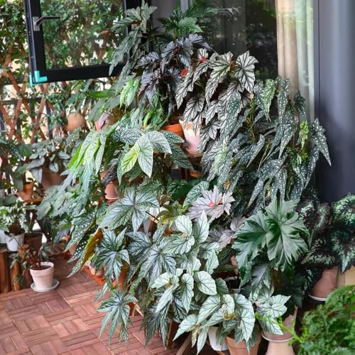 Forellenbegonie Pflanze Samen, grünpflanzen, topfpflanzen Begonia maculata, exotische samen zimmer pflanze winterfeste pflanzen für balkon bonsai samen luftreinigende zimmerpflanzen 300pcs