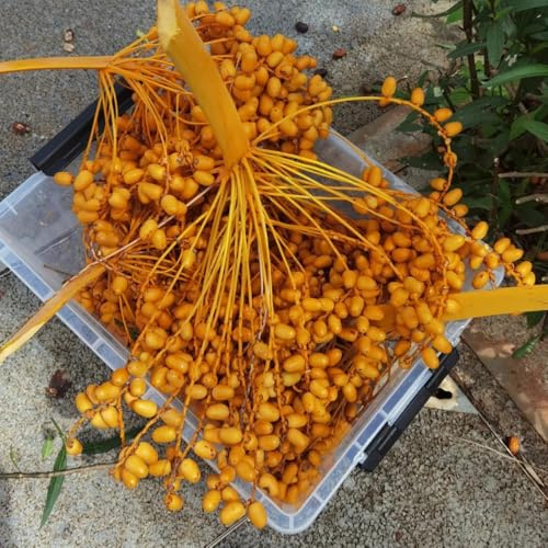 semi di palma da datteri - palma da datteri - sapote, resistenti di datteri biologici, vecchie varietà, verdi 55pcs
