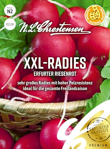 Radies XXL Erfurter Riesenrot, Saatband 'Raphanus sativus' Sehr großen Knollen Samen, Saatgut