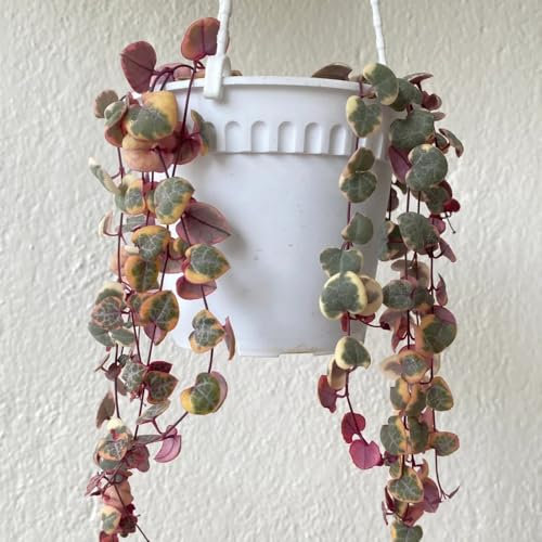 leuchterblume pflanze kaufen samen winterharte kübelpflanzen ceropegia woodii mini sukkulenten echt deko, hängepflanze zimmerbonsai bonsai samen, succulent plants pflanzen wand, balkon 15pcs