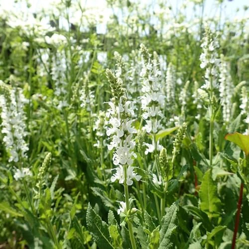 Semillas de salvia, semillas de silvestres Salvia japonica, perennes 400pcs