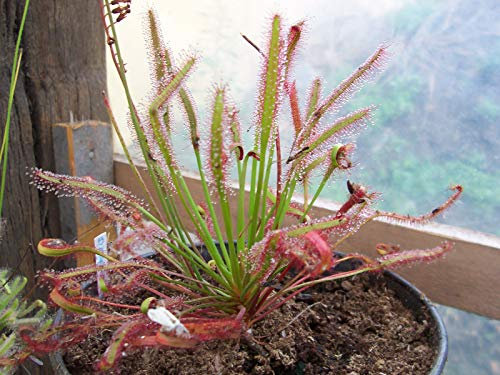 Portal Cool Drosera capensis Facile da Coltivare Carnivora Vita delle Piante