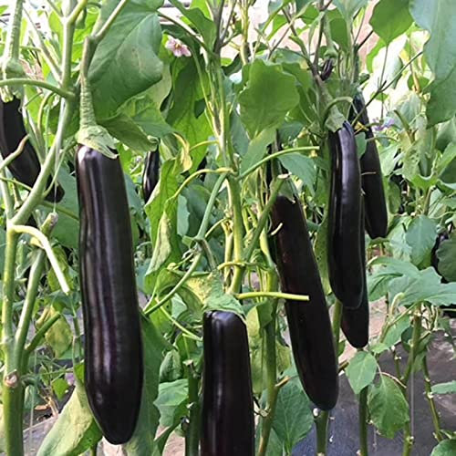 Saterkali Lila Auberginensamen, 200 Stück/Beutel Lila Auberginensamen Fettarm Lange Aubergine Gerade Lange Lila Auberginensamen für den Garten Auberginensamen