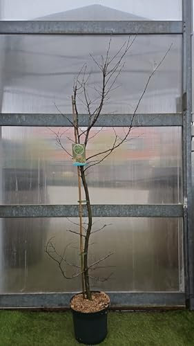 50st. Hainbuchen 150-175cm ohne Topf gemessen Heckenpflanzen Carpinus betulus Hecke Weißbuche Gartenhecke Hainbuche Heckenpflanzen