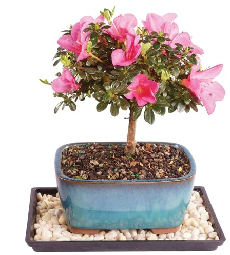 Brussel's Bonsai - Live Satsuki Azalea Bonsai Tree with Bonsai Pot and Humidity Tray, Outdoor Flowering Bonsai Tree Live Plant, 5 Years Old, 5-8 Inches Tall, Easy Care Plant (Small)