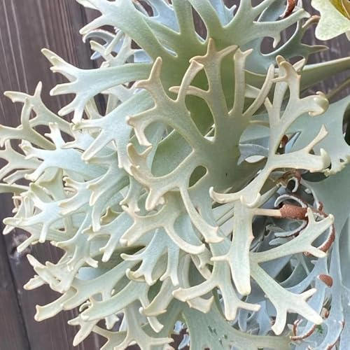 semillas - helechos resistentes para el jardín, jardín balcón helecho Helechos resistentes perennes 350pcs