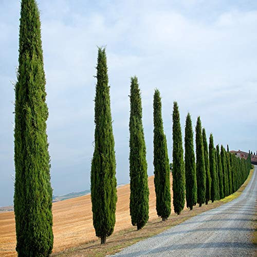 Italian Cypress Trees Outdoor Conifer Cypress Mediterranean Border Evergreen Plant, Perfect for Hedging 2 x Cupressus Sempervirens in 14cm Pots by Thompson & Morgan