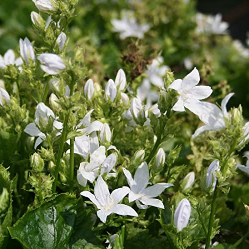 12 unità Campanula Poscharskyana 'E.H. Frost' - Campanula a Parete Bassa Vaso 9x9cm ±1 m² - Fiori Blu e Foglie Resistenti, Ideali per Giardini e Bordure