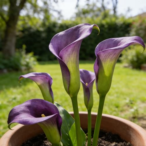 bulbi di calla, da giardino roccioso da giardino bulbosi tappezzanti balcone interno d'appartamento esotiche raro sul balcone roccioso serra interno 5pcs