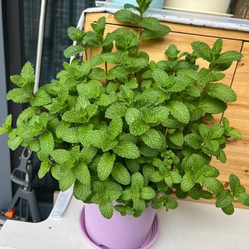 Semi di menta piperita prodotti sostenibili semi di menta piperita esotica balcone rara verdi vecchie varietà 1100pcs