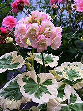 Vista 100 teile/beutel rote geranie samen seltene bonsai blumensamen mehrjährige pflanze Pelargonium Peltatum Seeds Innenräume für hausgarten 1