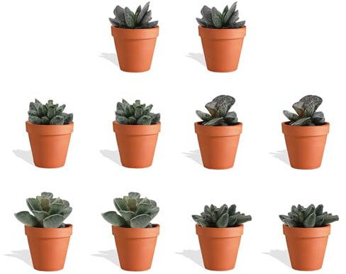 DutchLeafs Adromischus Mix Mini Suculentas en Maceta De Terracota - 10 Piezas - Jarra de 5,5 cm - Altura 8-15 cm - Mini Suculentas - Plantas de Interior