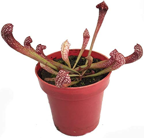 Live Carnivorous Purple Pitcher Plant Sarracenia 'Scarlet Belle' - with Potting Kit