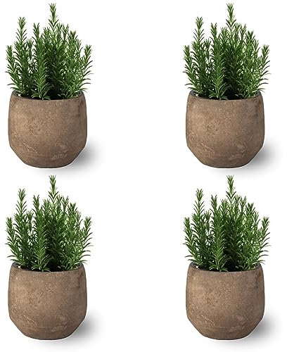 SMPLY. - Planta de Romero - Pack de 4 - Altura: 20 cm - Maceta 10 cm - Hierba Aromática Perfecta en Terraza o Jardín - De Exterior - Cuidado Muy Fácil (No Incluye Maceta de Ceramica)
