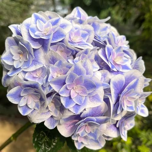 semillas resistentes de hortensia, perennes, balcón, trepadoras 350pcs